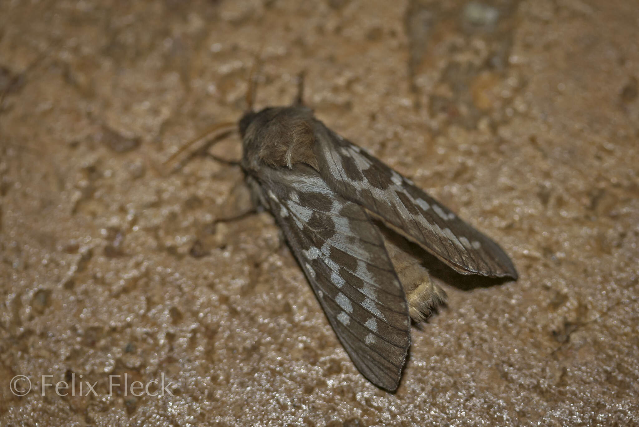 Image of Oxycanus occidentalis Tindale 1935