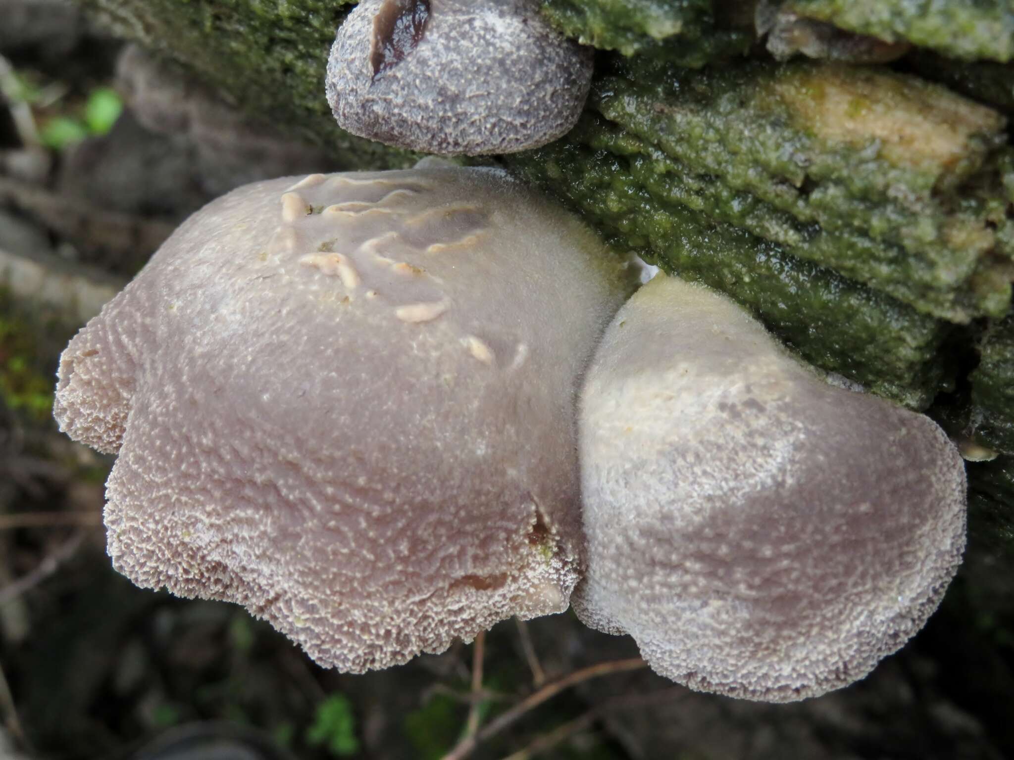 Hohenbuehelia mastrucata (Fr.) Singer 1951 resmi