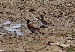 Image of Black-headed Canary