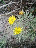 Image de Leucospermum tomentosum (Thunb.) R. Br.