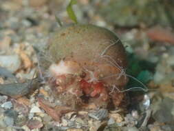 Image of Prideaux's hermit crab