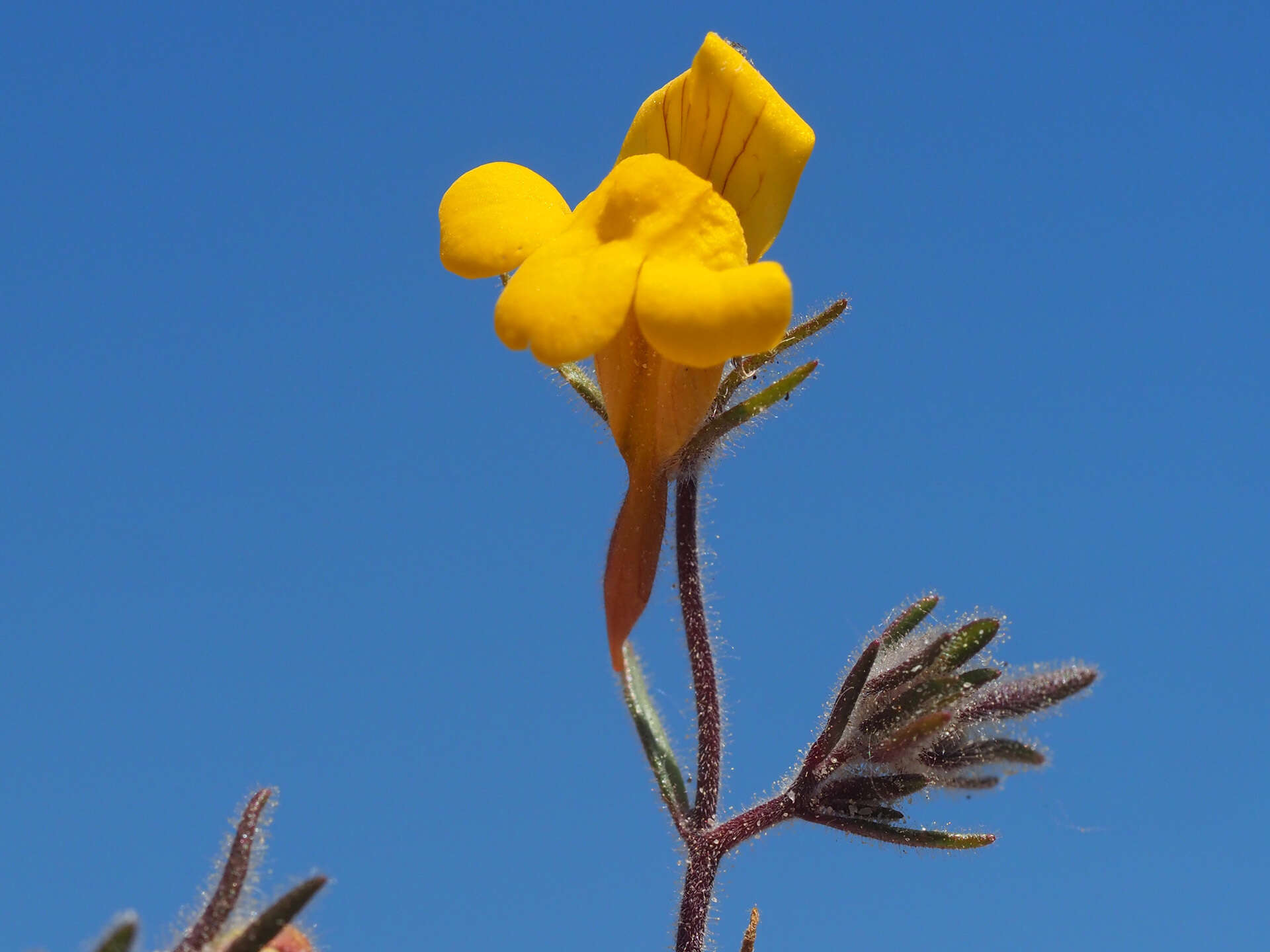 Sivun Chaenorhinum raveyi (Boiss.) Pau kuva