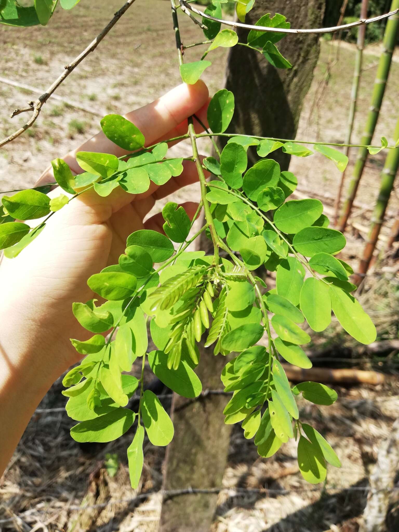 Plancia ëd Diphysa americana (Mill.) M. Sousa