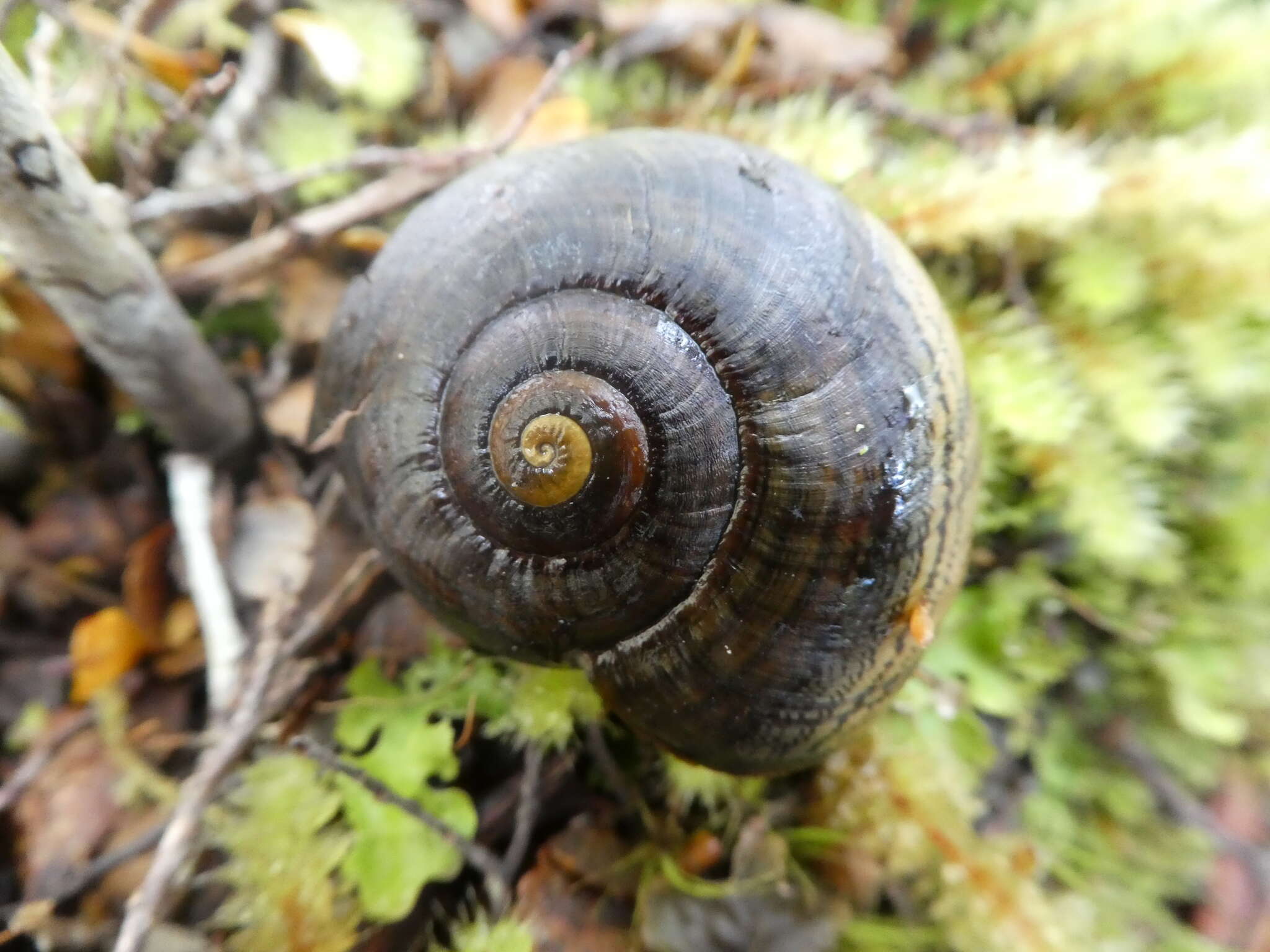 Image of Powelliphanta hochstetteri obscura (Beutler 1901)