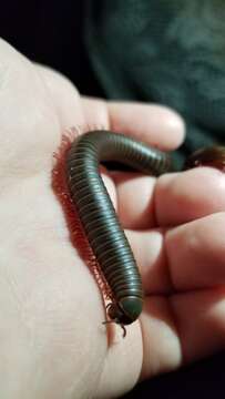 Image of American giant millipede