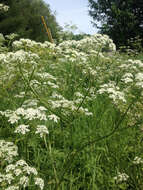 Imagem de Anthriscus sylvestris (L.) Hoffm.