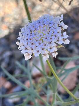 Image of Trachymene pilbarensis B. L. Rye