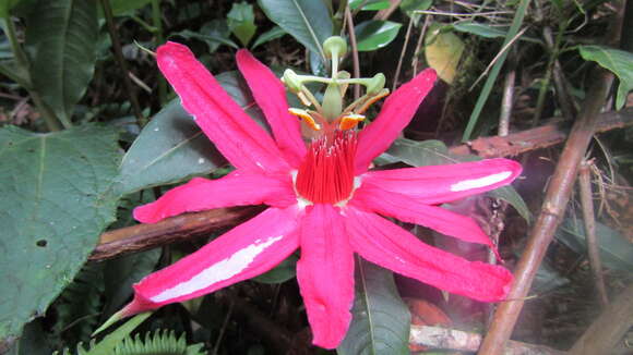 Passiflora gritensis Karst.的圖片