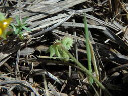 Plancia ëd Scorpiurus muricatus var. subvillosus (L.) Fiori