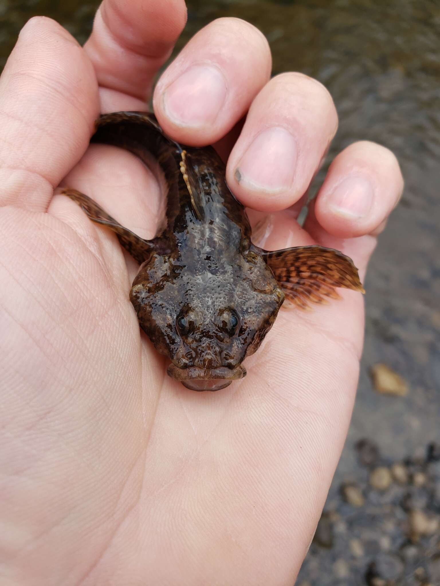 Imagem de Cottus ricei (Nelson 1876)