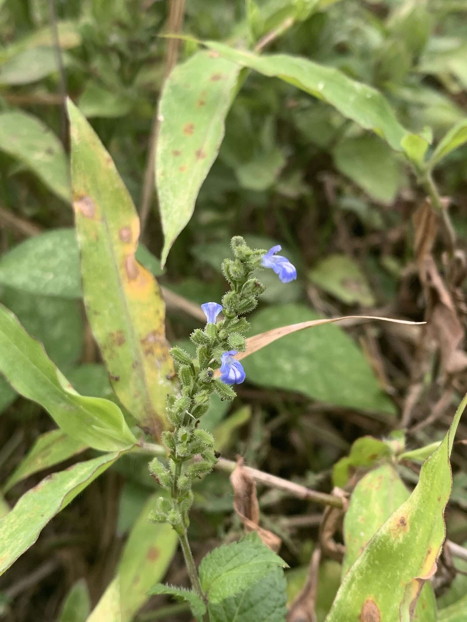 Image of West Indian sage