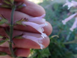 Image de Salvia repens Burch. ex Benth.