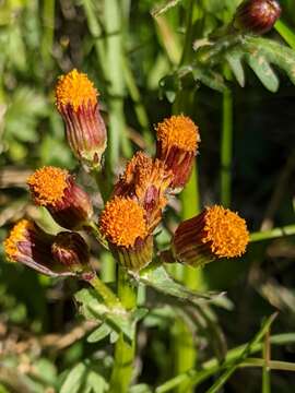 Image of Rayless Alpine Groundsel