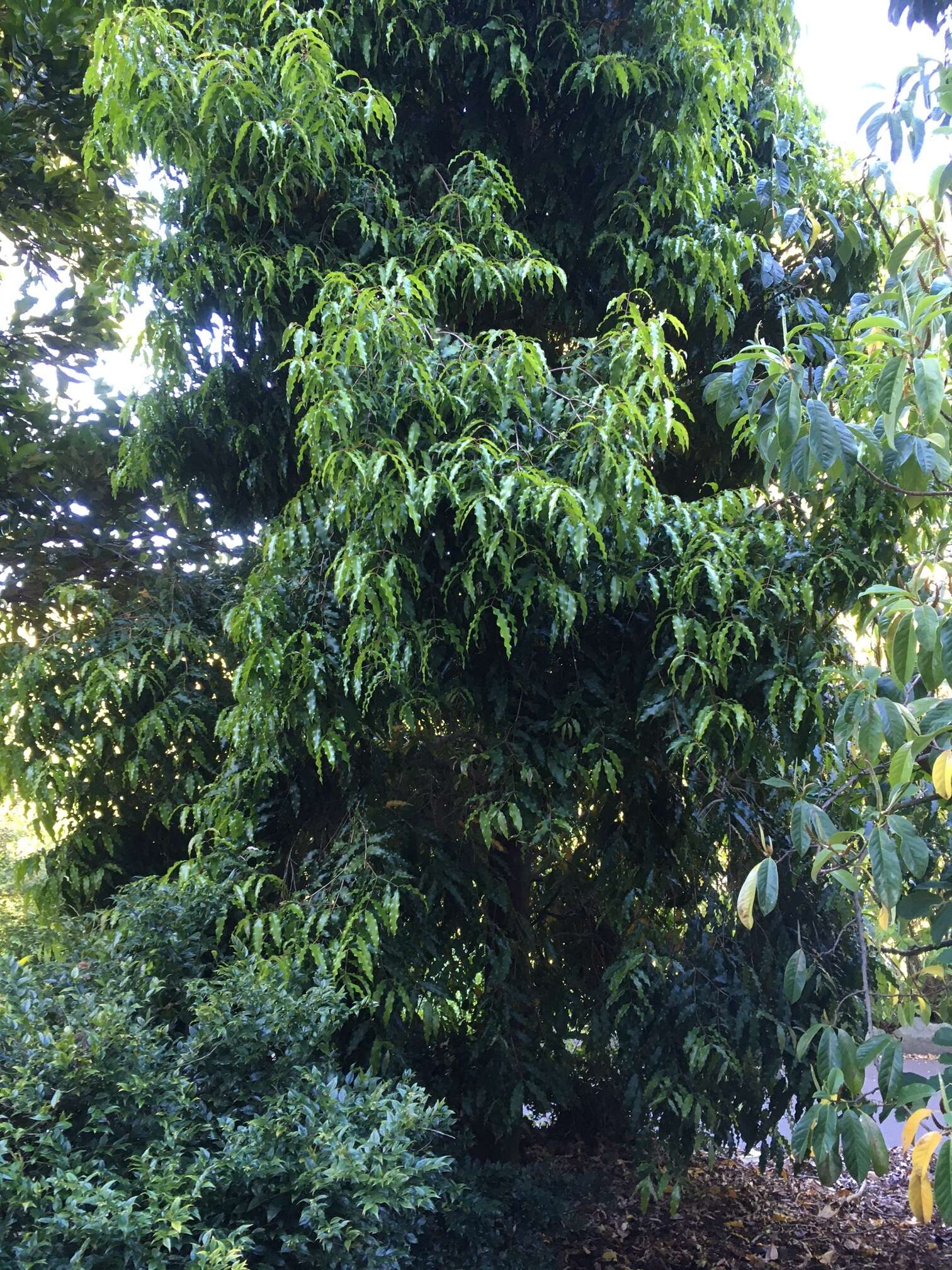 Image of Syzygium floribundum F. Müll.