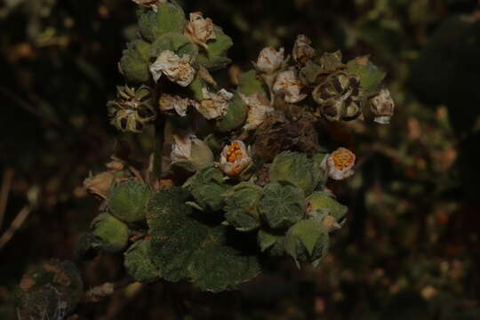 Image of pseudabutilon