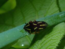 Image of Clovia varia (Walker 1851)