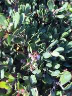 Image de Arctostaphylos pumila Nutt.