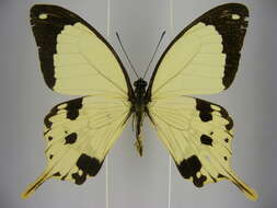 Image of <i>Papilio <i>dardanus</i></i> dardanus