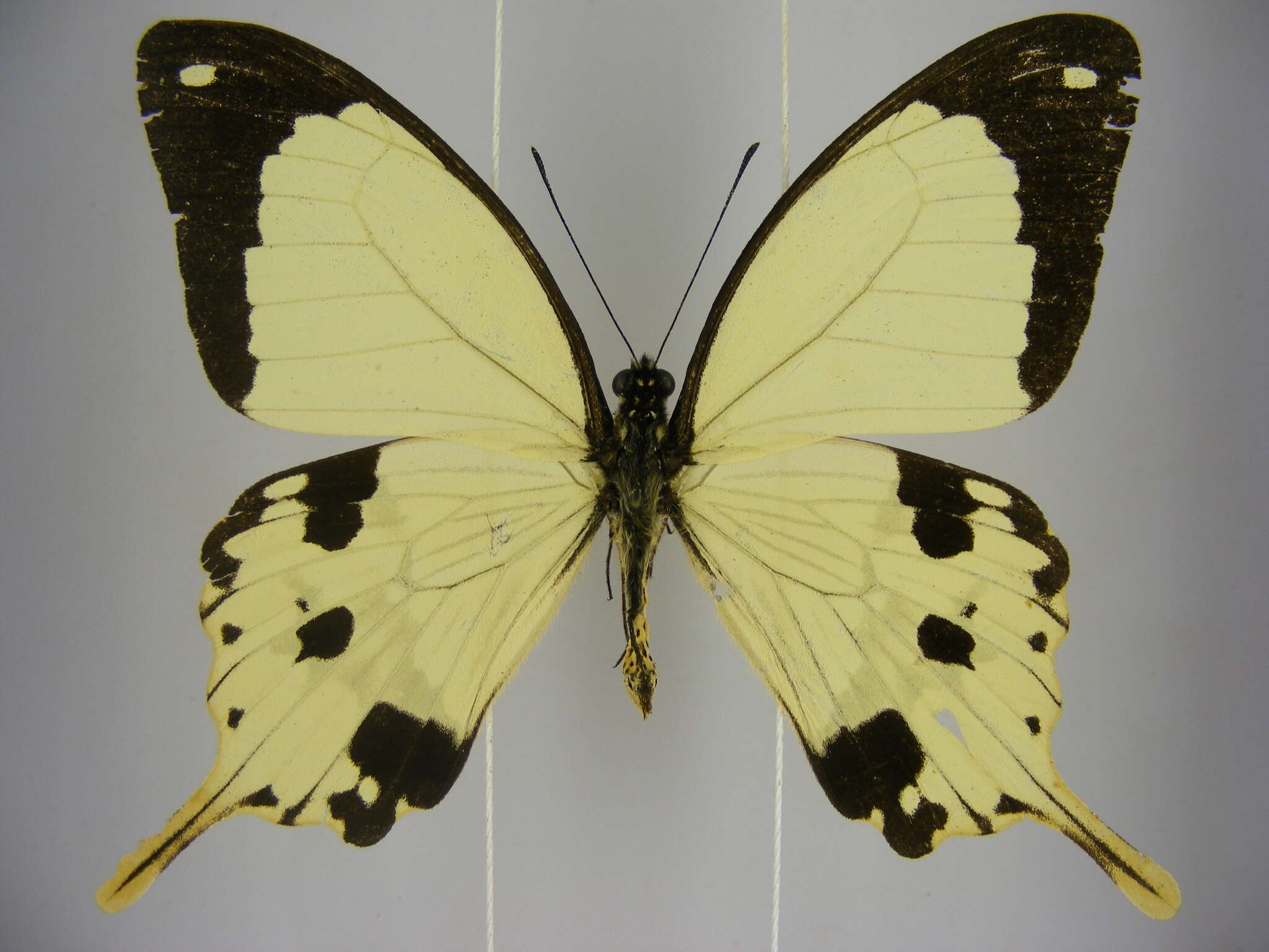 Image of <i>Papilio <i>dardanus</i></i> dardanus