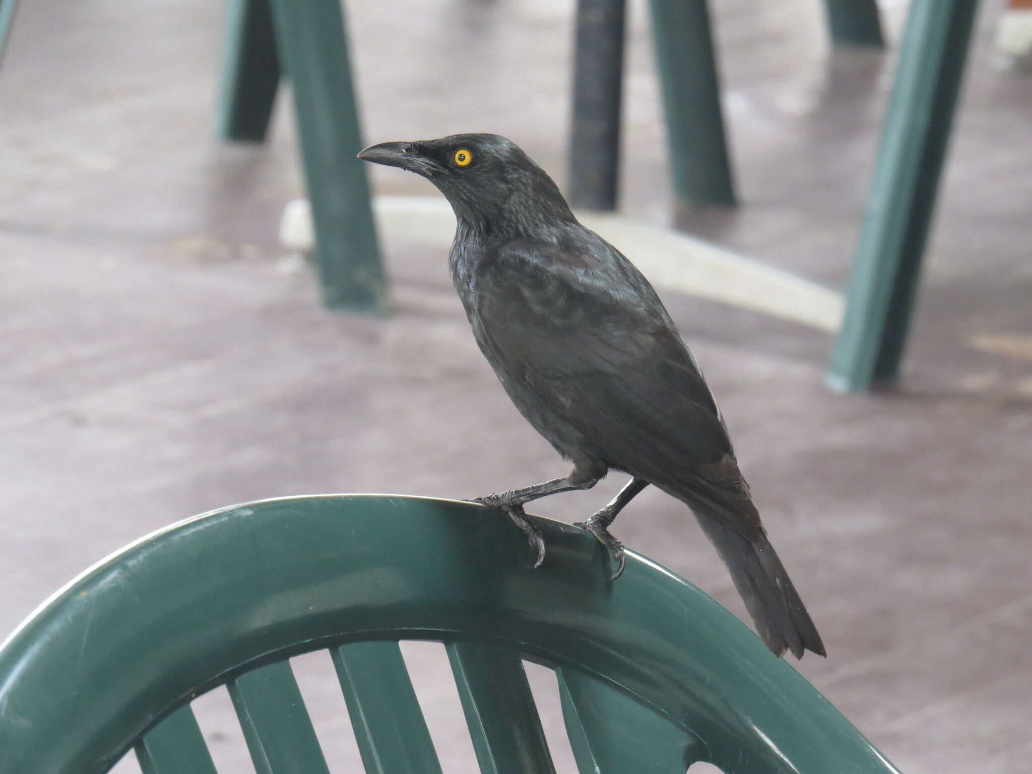 Image of Micronesian Starling