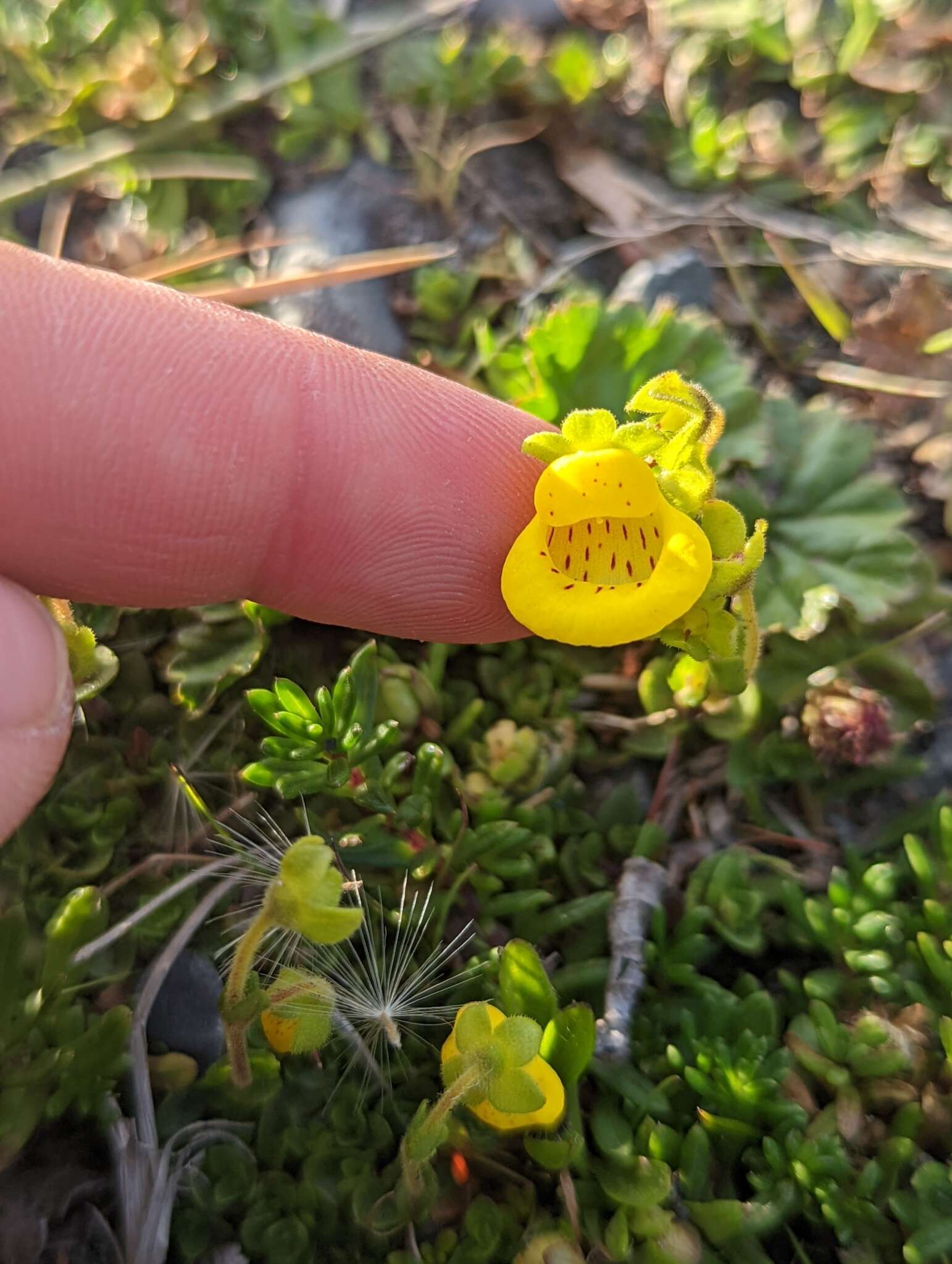 Image of Calceolaria tenella Poepp. & Endl.