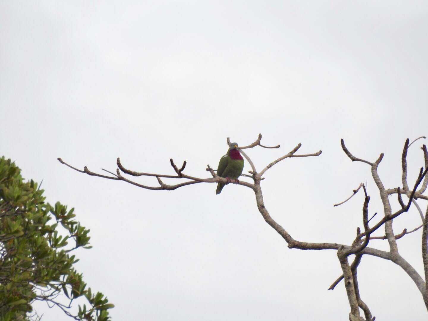 Image of Claret-breasted Fruit Dove