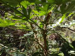 Image of Fatsia polycarpa Hayata