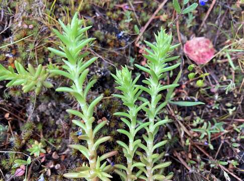 Image of wormleaf stonecrop