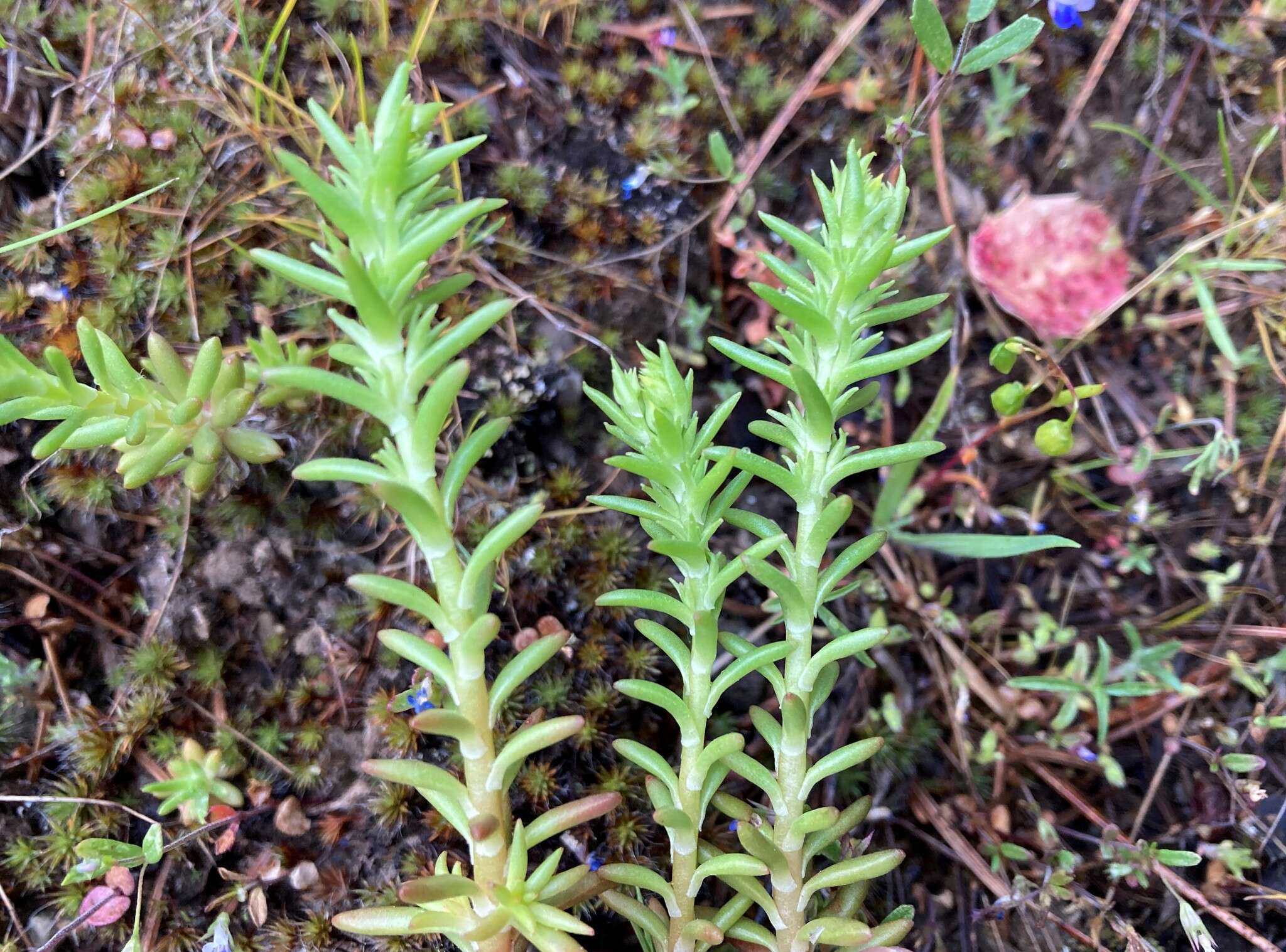 صورة Sedum stenopetalum subsp. stenopetalum