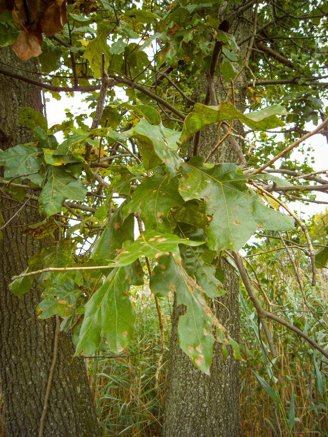 Image of Bush oak