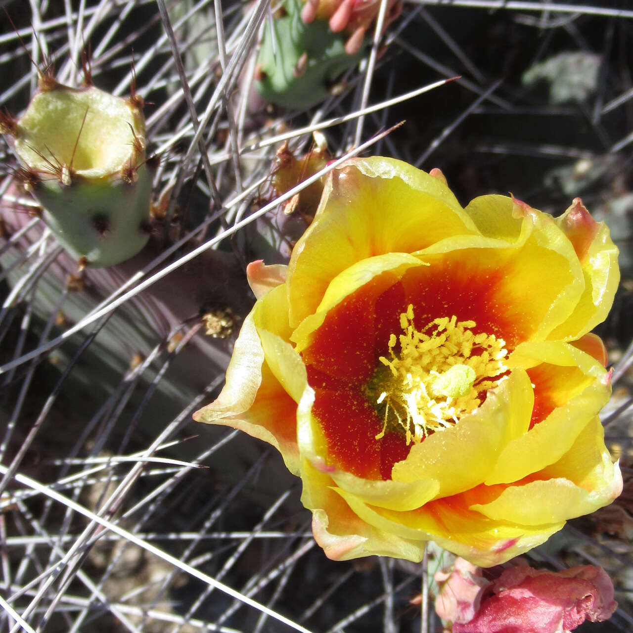 Opuntia azurea var. diplopurpurea的圖片