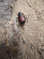 Image of Calosoma (Castrida) rufipenne Dejean 1831