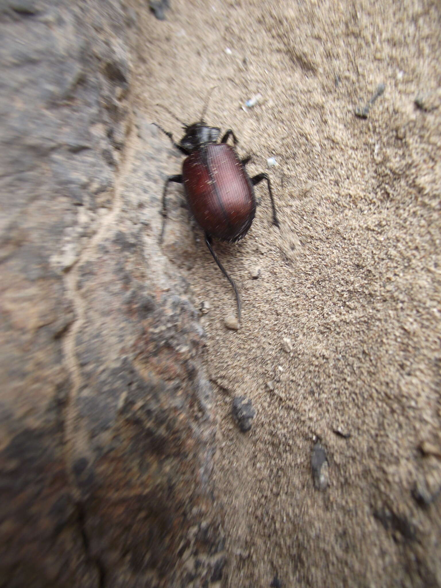 Image of Calosoma (Castrida) rufipenne Dejean 1831