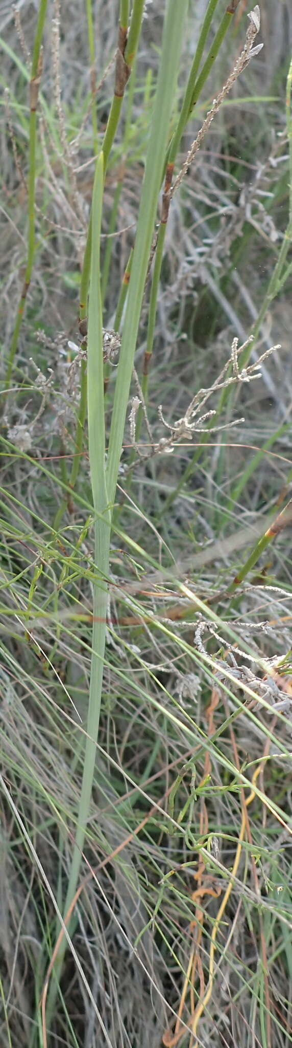 Слика од Gladiolus roseovenosus Goldblatt & J. C. Manning