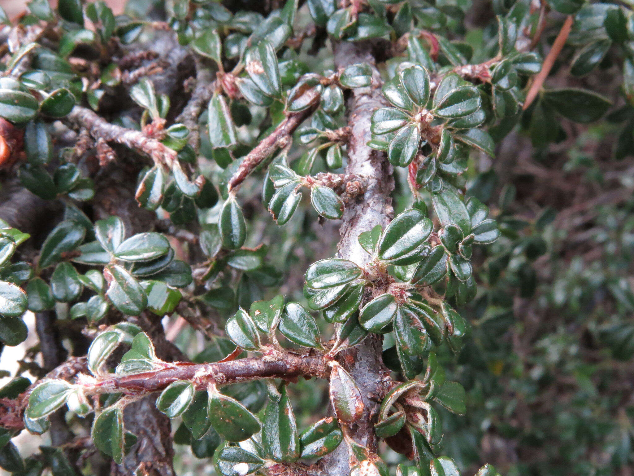 Image of Chinese rockspray