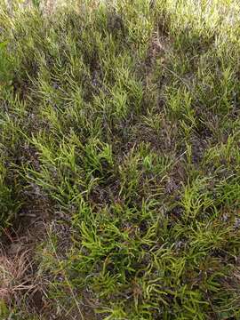 Image of Graceful Necklace Fern