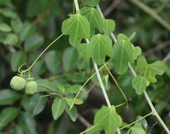 Image of Adenia cissampeloides (Planch. ex Hook.) Harms