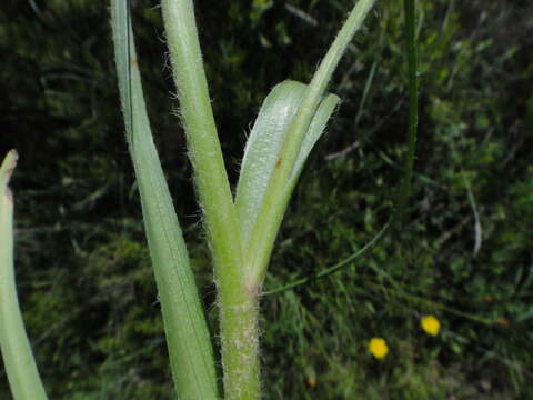 Image of Scorzonera villosa subsp. villosa