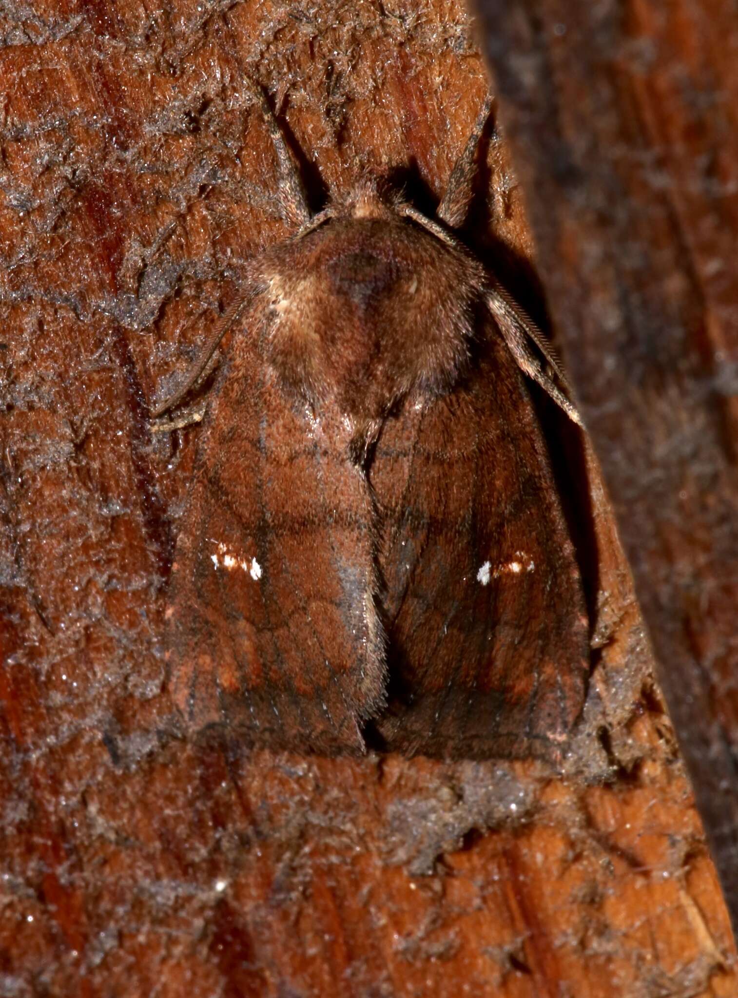 Image of Signate Quaker