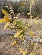 Imagem de Hugonia orientalis Engl.