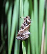 Image of Cutworm