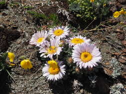 Image of cushion Townsend daisy