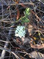 Image of Pimelea humilis R. Br.