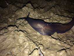 Image of Carpathian blue slug