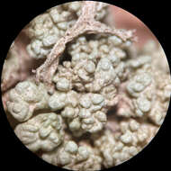 Image of Tremella everniae Diederich 1996