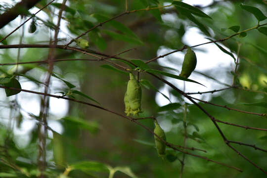 Image of Chimonanthus nitens var. salicifolius (S. Y. Hu) H. D. Zhang