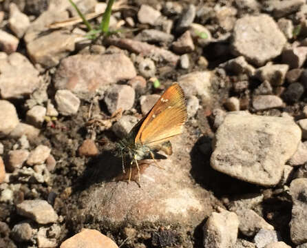 Image of Russet Skipperling