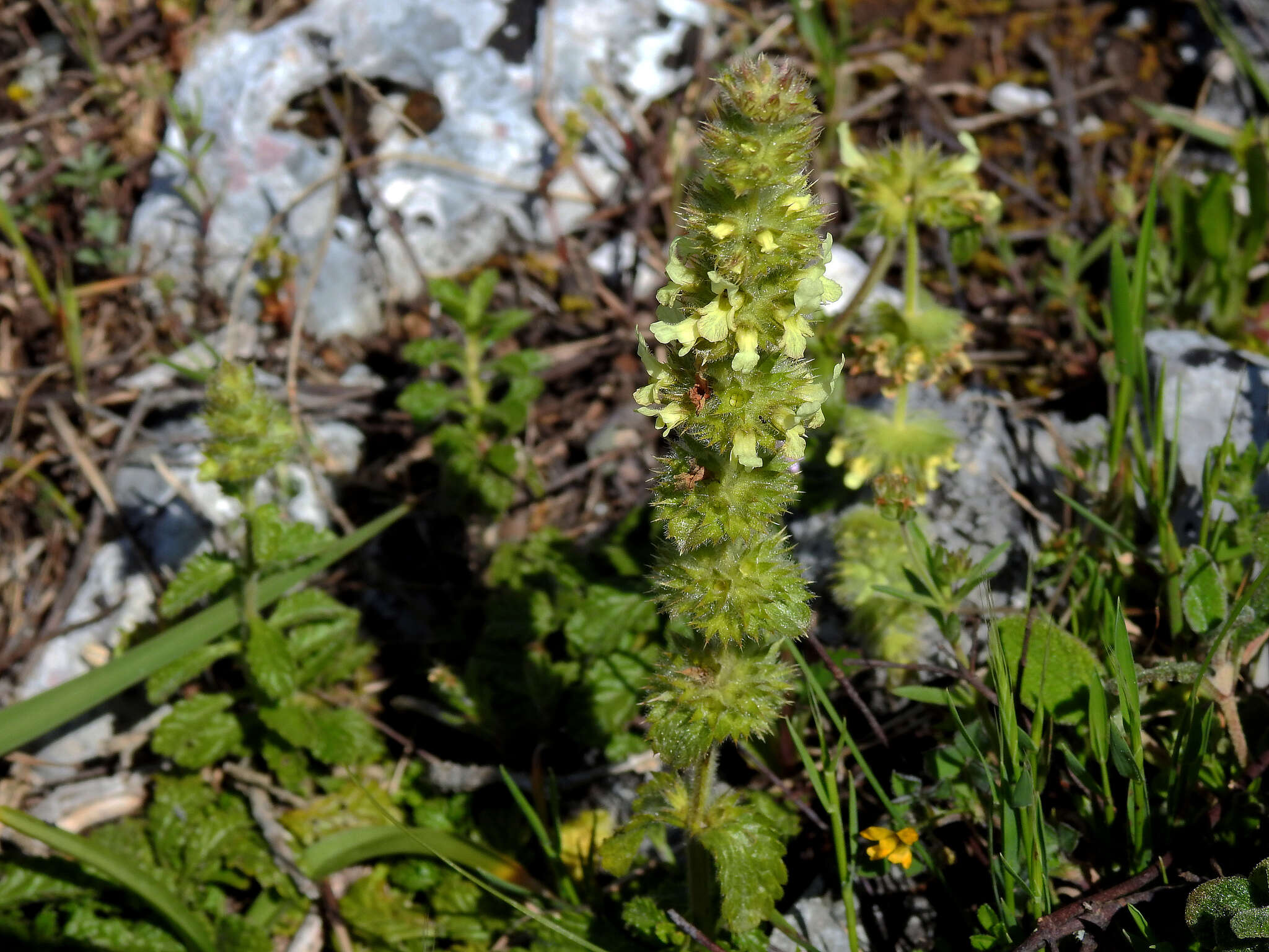 Image of Sideritis hirsuta L.