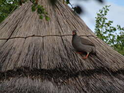 Image of Red-billed Francolin