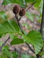Imagem de Alnus alnobetula subsp. sinuata (Regel) Raus
